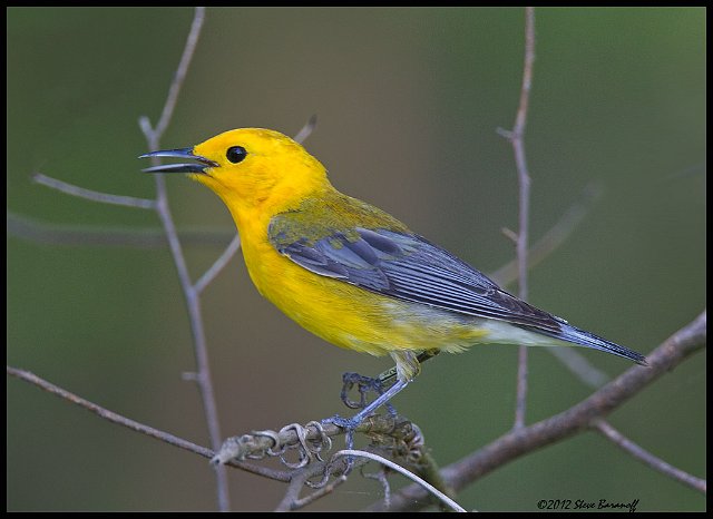 _2SB8603 prothonotary warbler.jpg